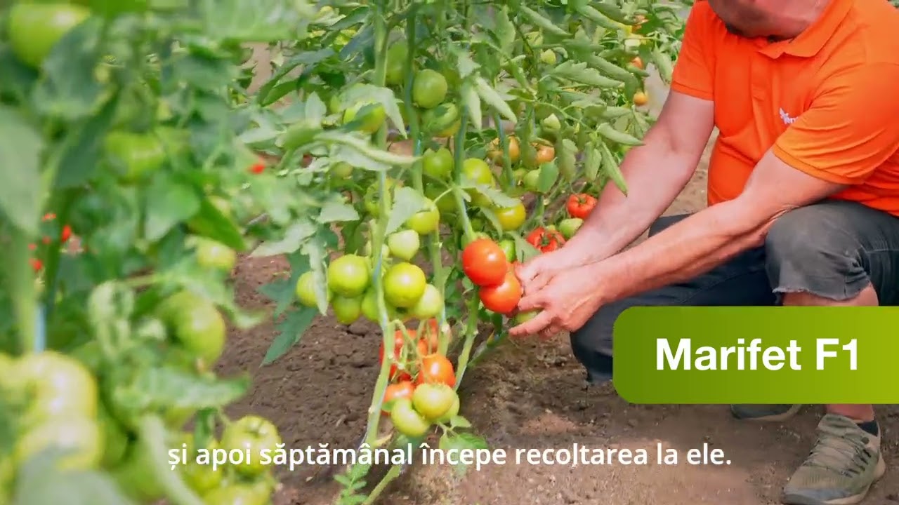 Testimonial Stan Costel, Matca GL, tomate Marifet F1 Syngenta