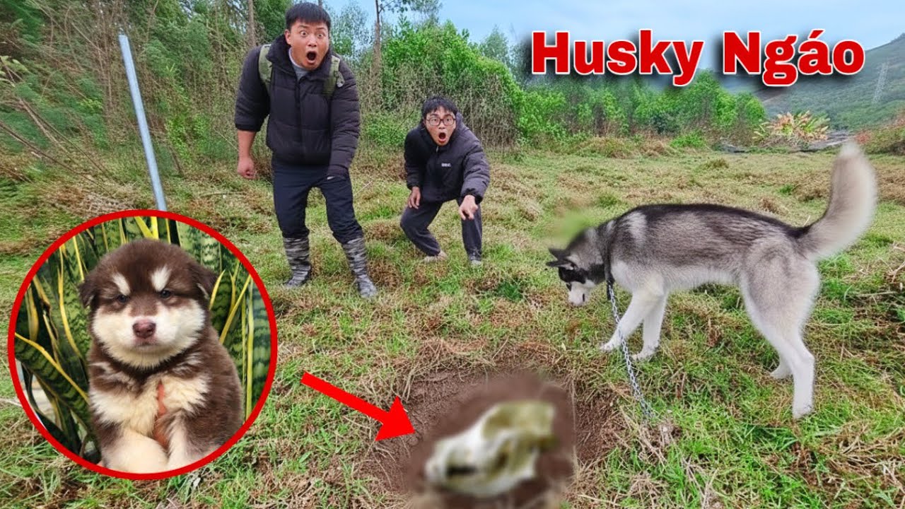 Ng&aacute;o Husky Đ&aacute;nh Hơi Ph&aacute;t Hiện Bộ Xương Nghi Ngờ L&agrave; Của Gấu Alaska Trong Rừng | Dương KC