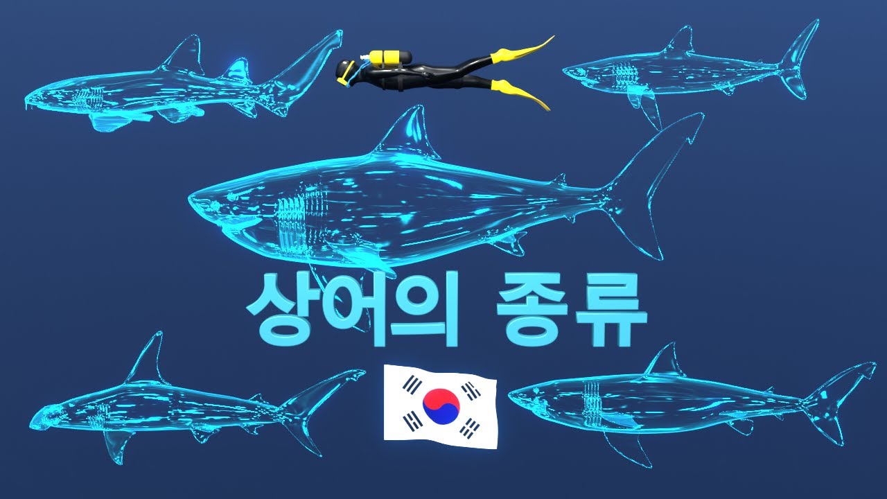 🇰🇷 상어 🦈