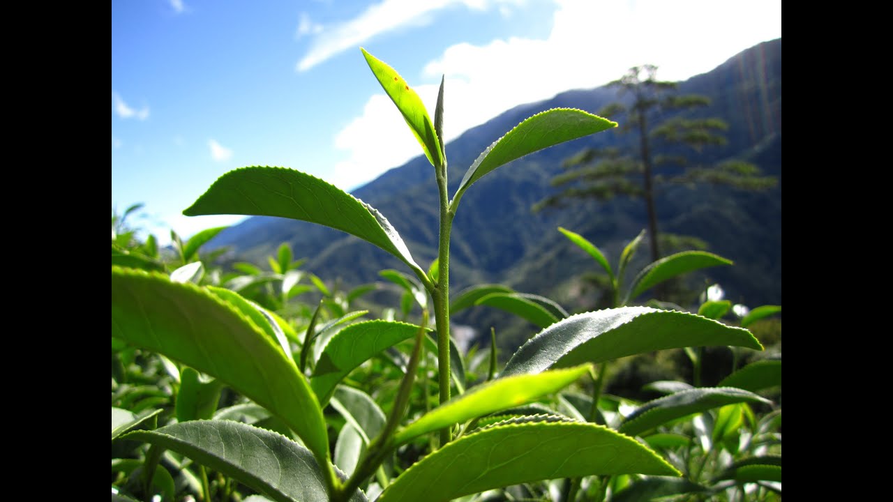 雙金天龍製茶廠-台灣高山茶-福壽山茶製作影片 建議以720p HD觀看