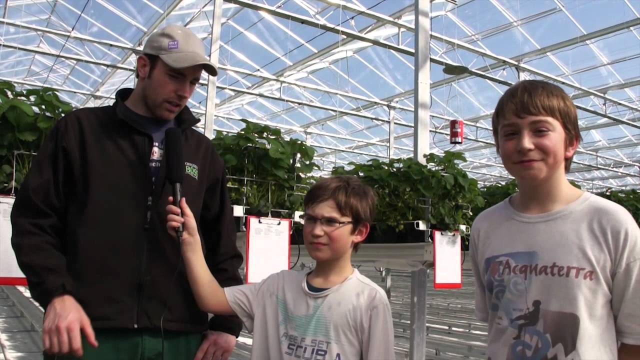 Erdbeerboss: Was machen Bienen im Treibhaus?