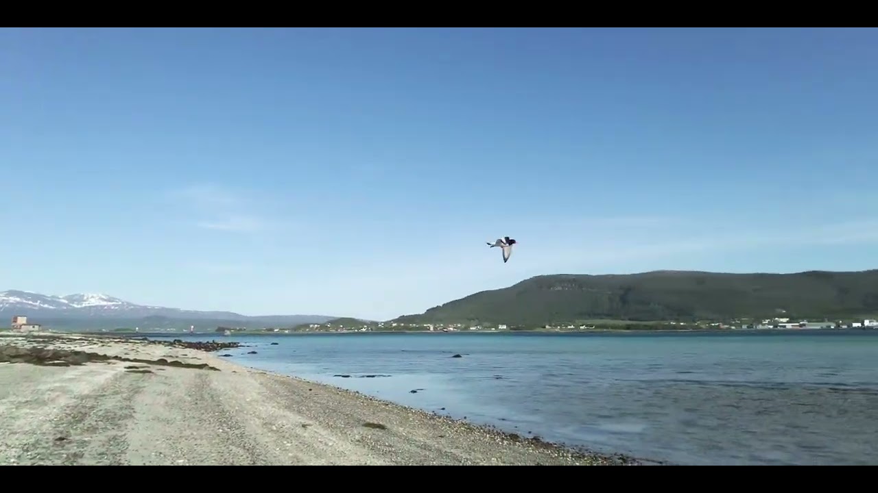 Lofoten Beach Walk | 🇳🇴 NORWAY Ambience