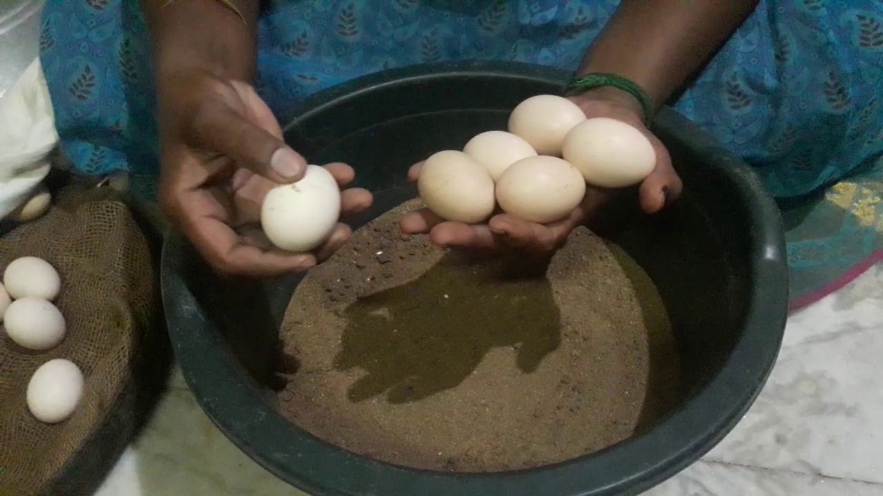 100% அடை வைத்த முட்டை பொறிக்க வழி