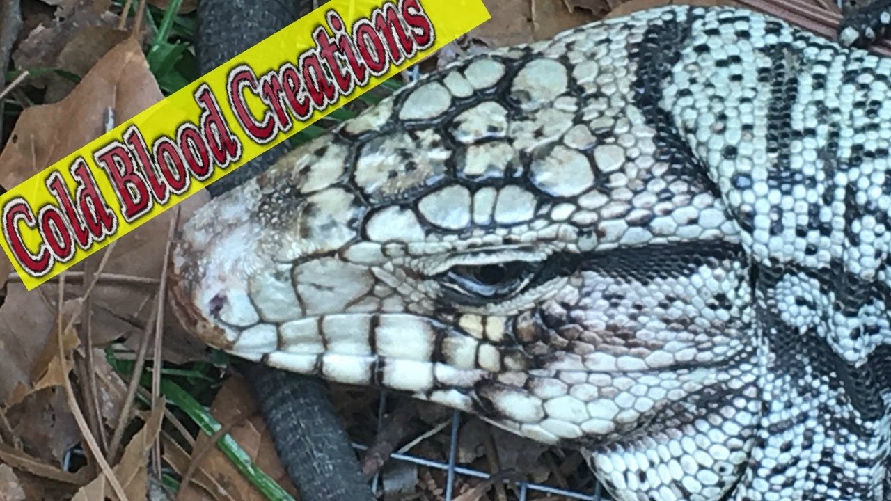 Building an Outdoor Tegu Cage