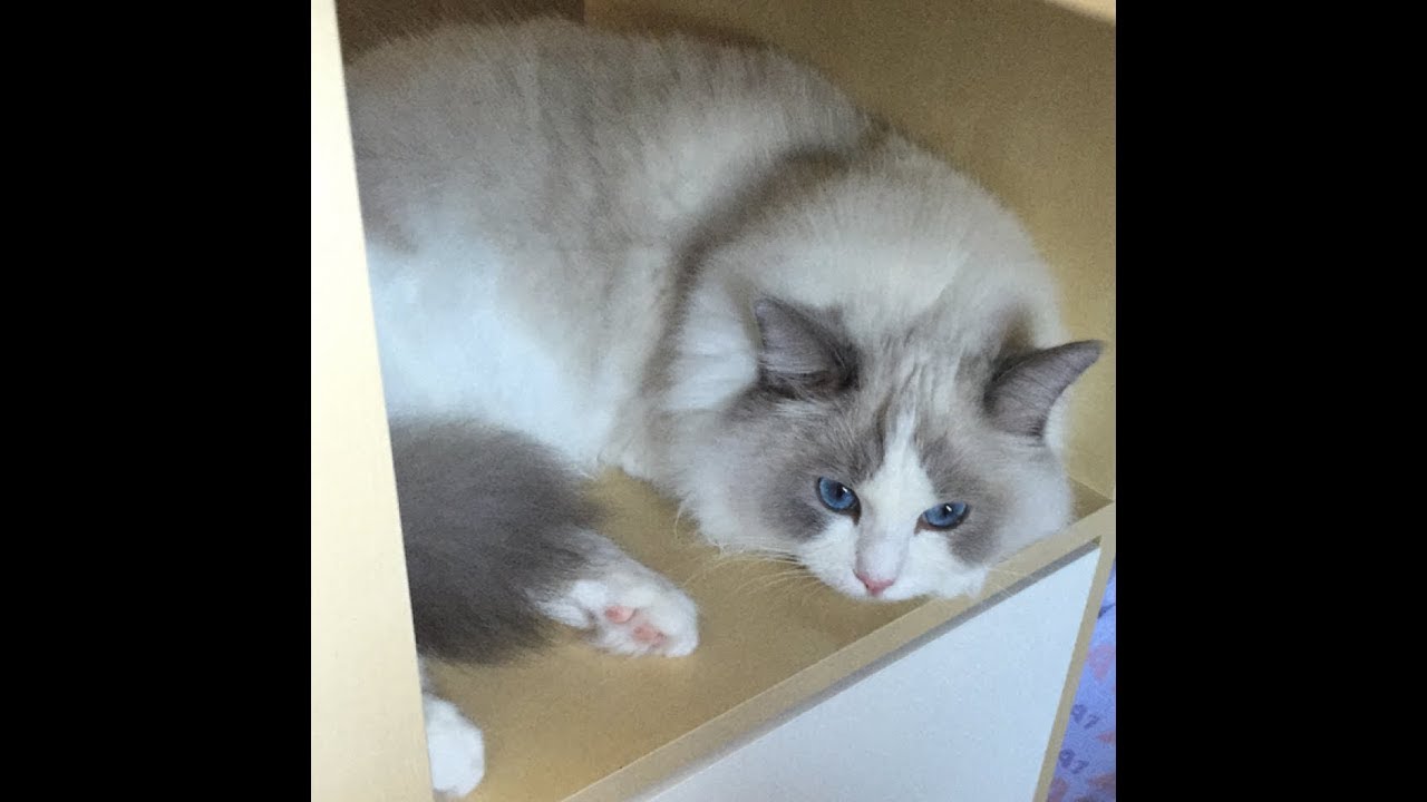 当布偶猫吃醋是一种怎样的体验【久妹】 Ragdoll Judy meowing for hug