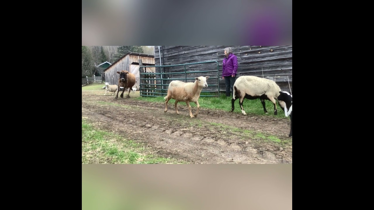 Spring Lambs 2021