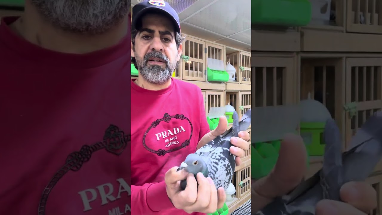 طيره قنبله تبزير الاخ البطل احمد ابو شعر طبكه مميزه ع مستوى الوطن العربي