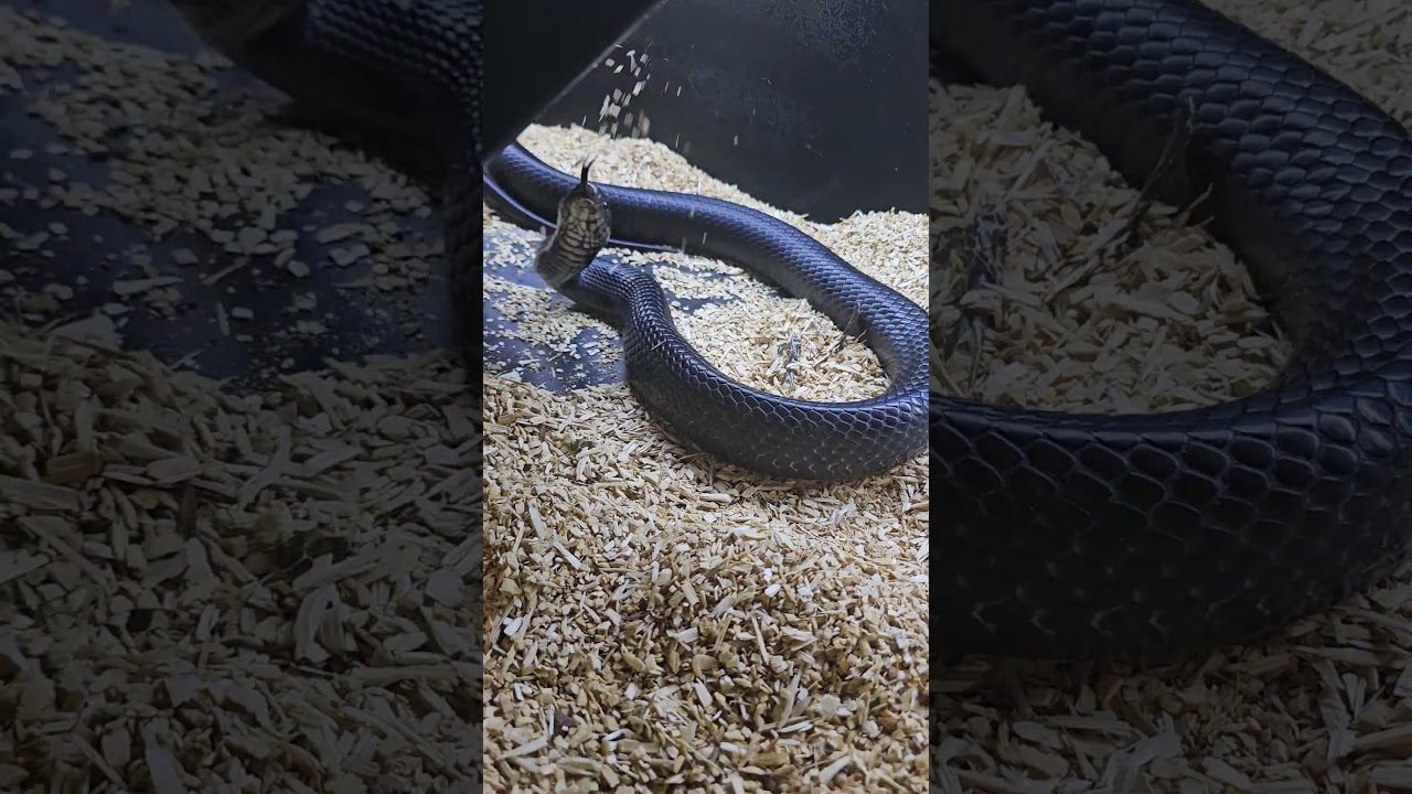 Eastern Indigo snake 
