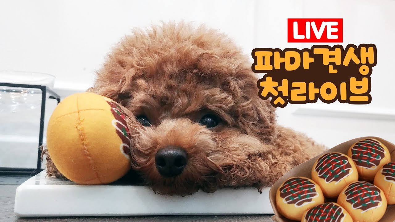 LIVE📺 파마 첫 라이브방송! 같이 먹고 놀아요