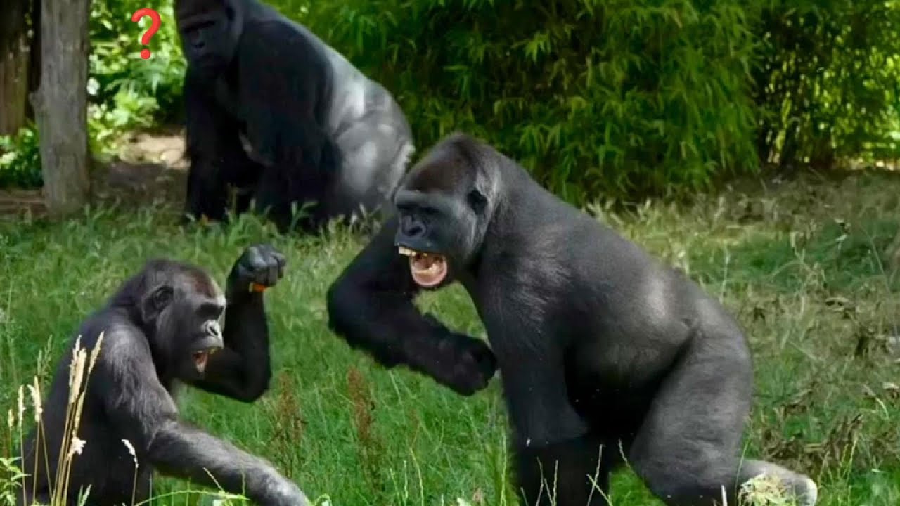 Boboto Waves for More Snacks | The Kidogo Troop