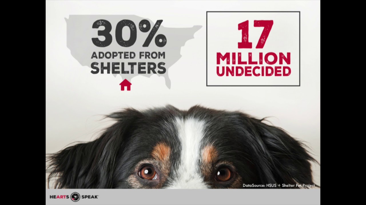 Writing Pet Bios + Using a Positive Marketing Approach for Animal Shelters