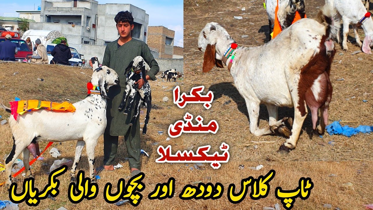 Top Class Goats | Bakra Mandi Haripur Latest Update 1 February 2024