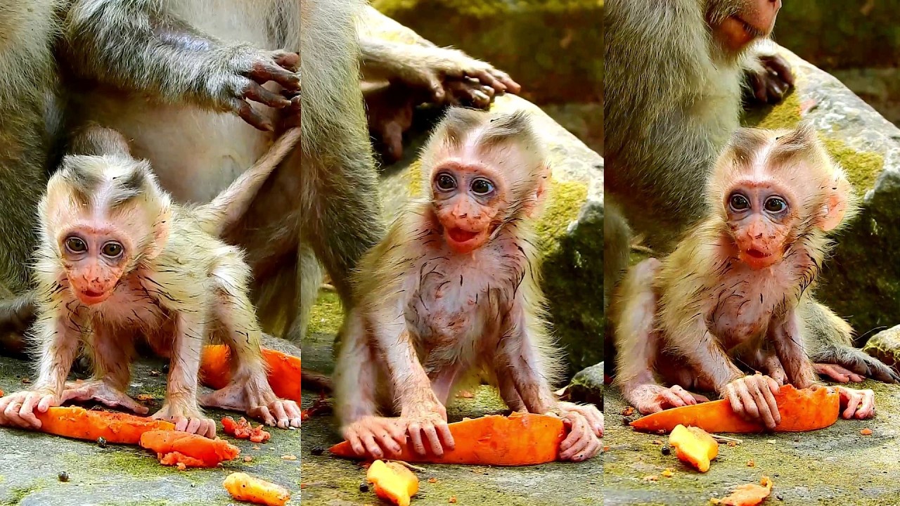 Continue feeding Boris and Brianna more food eating delicious.