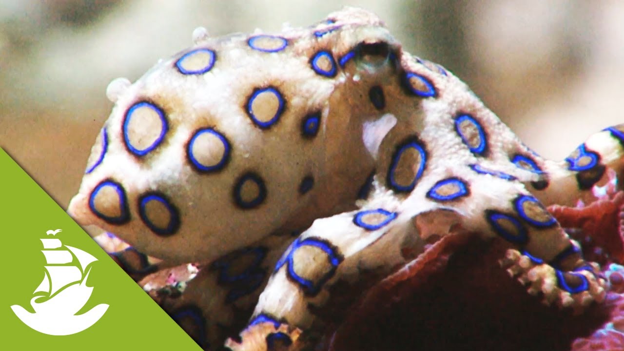 Poisonous Octopus Fight