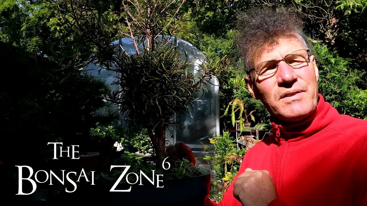 Starting a Willow Leaf Ficus Bonsai, The Bonsai Zone, Sept 2019