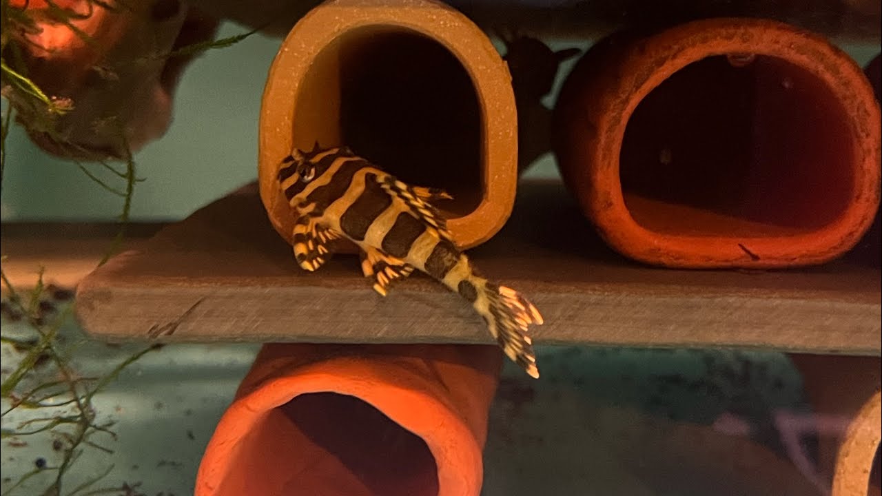 My L134 Leopard frog plecos spawned for the first time! (First look at the babies!)