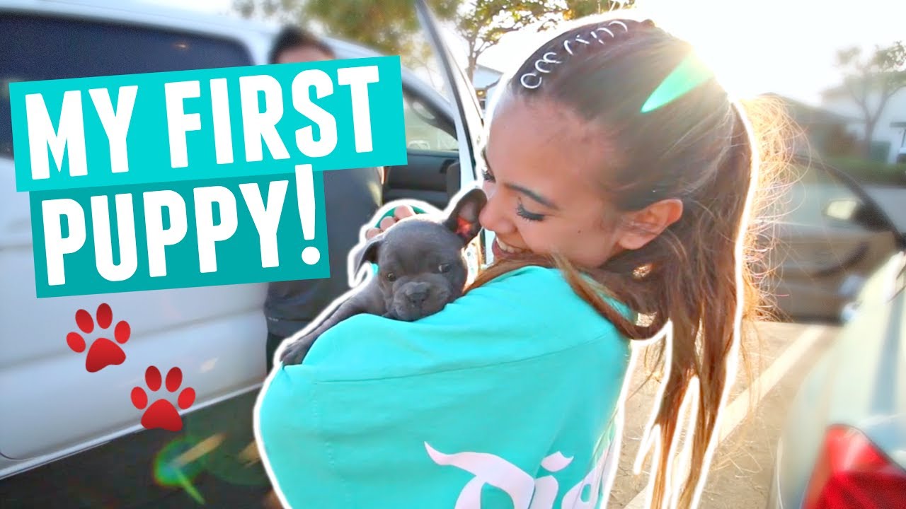 FINALLY GETTING MY PUPPY!! Cutest Blue French Bulldog Puppy Reaction