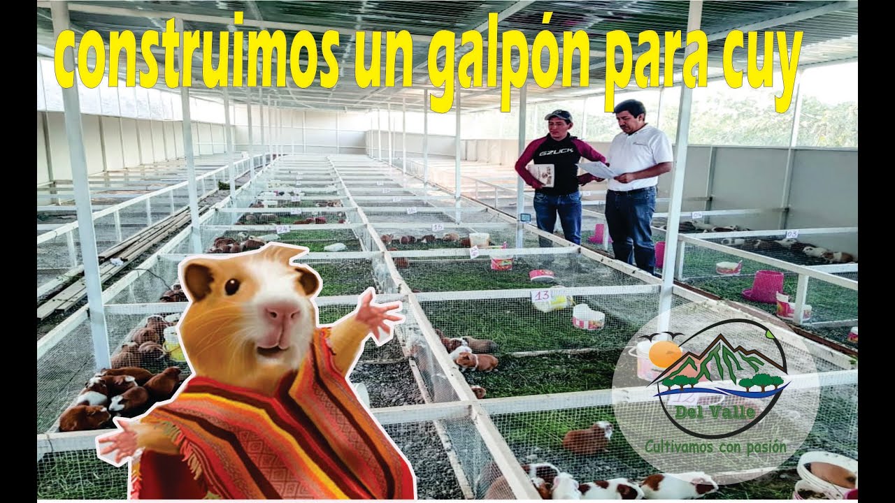 EMPIEZA UN NEGOCIO CRIANDO CUYES - construimos un galpón