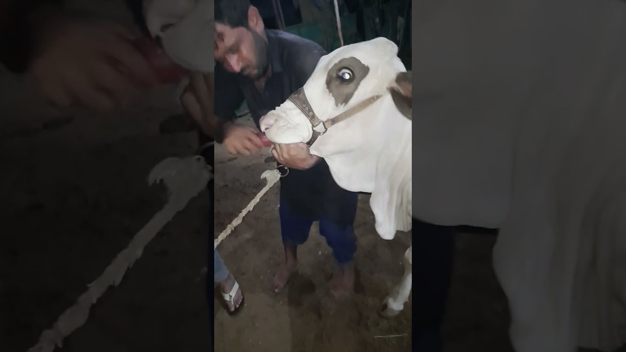 Buttery Milk Day 2 #makba #cattlefarm  #livestock #feeding