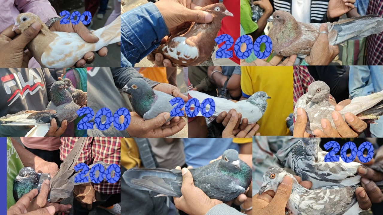 Low price pigeon video||galiff street pigeon market kolkata 