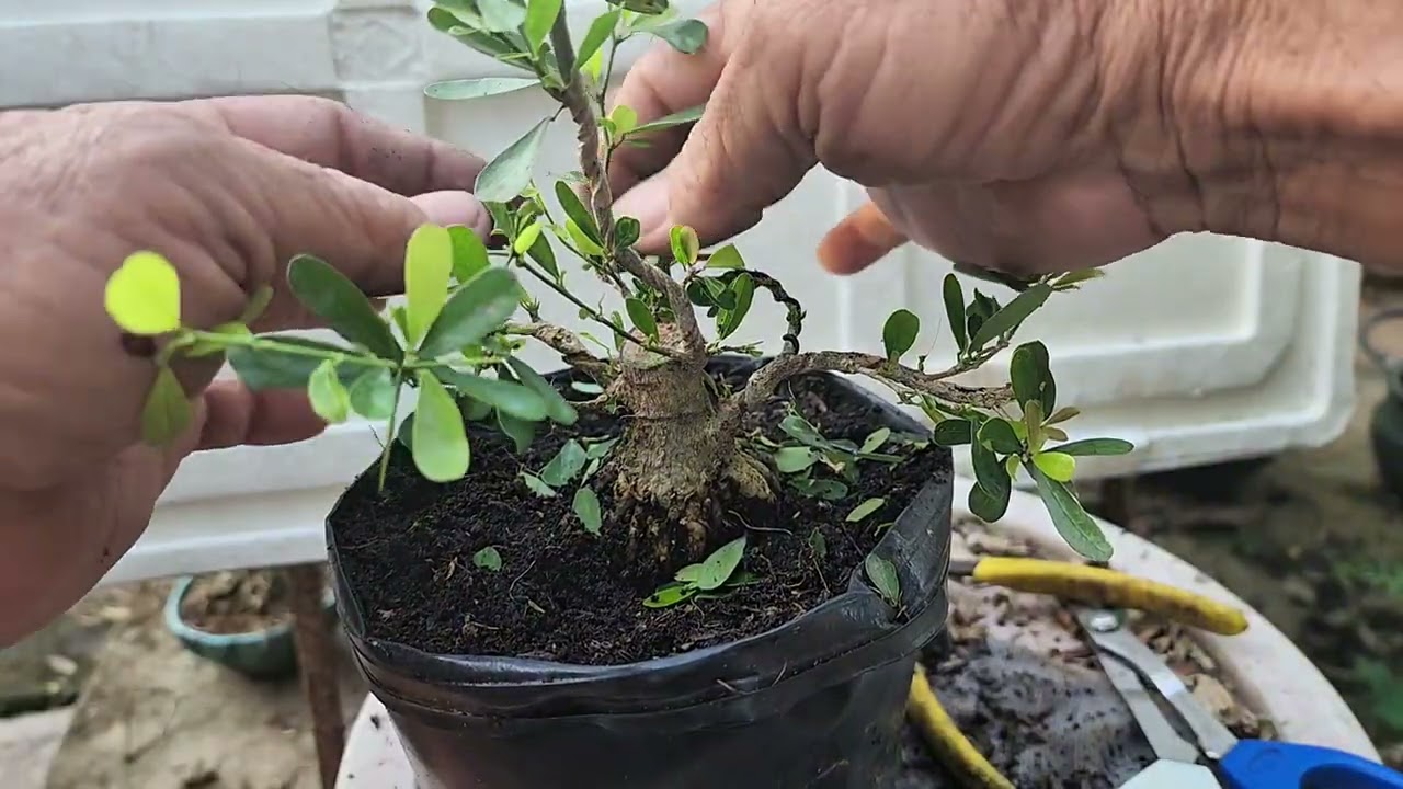 linh sam siêu hoa mini
