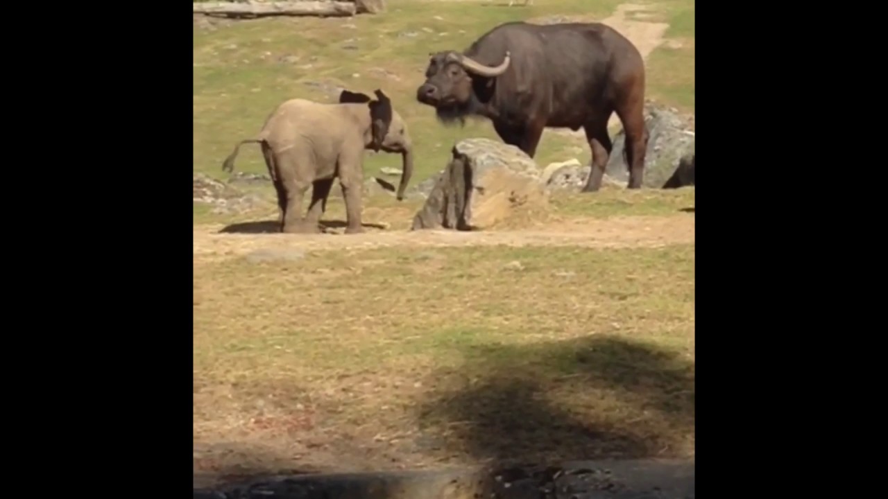 Elefantkalvarna på Borås Djurpark
