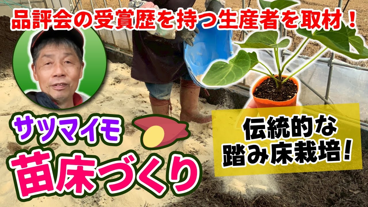 昔ながらの手法！　寒い季節をのりきる為に地温を高めてサツマイモの苗を成長させる方法　たねのハシモトミヤ
