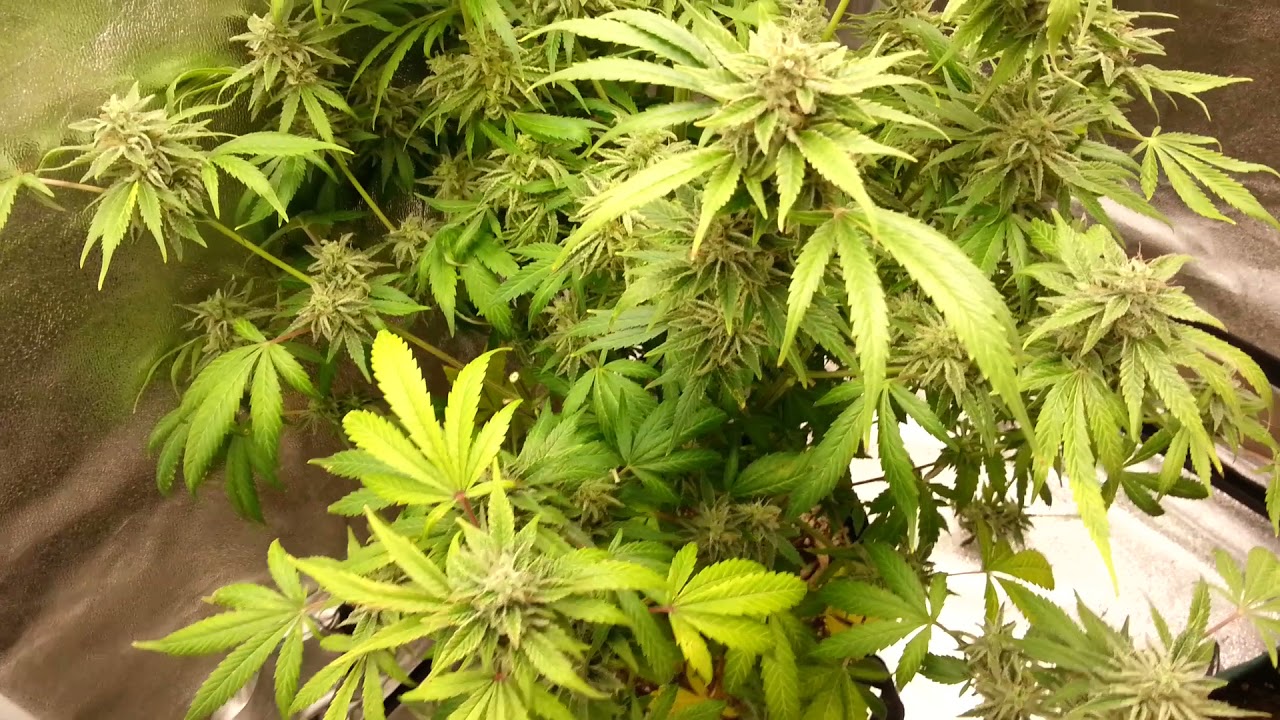 Strawberry pie auto