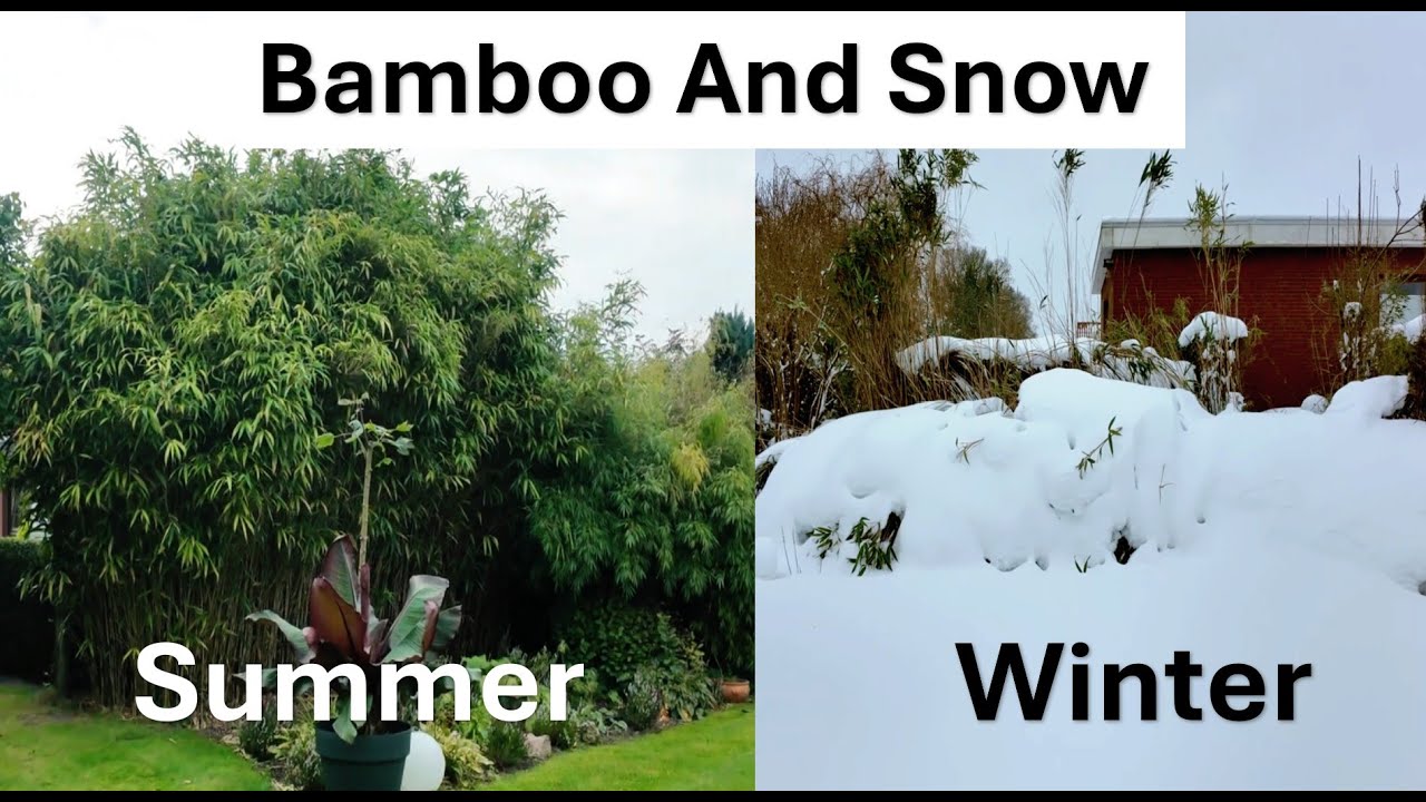 Simple Garden Winter Care: Supporting Bamboo After Snowfall