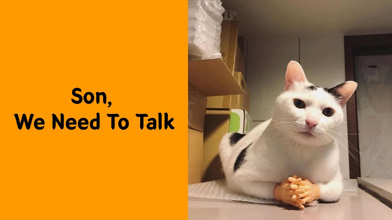 When Cat Logic Fails: 50 Hilarious Moments You Won&rsquo;t Believe!