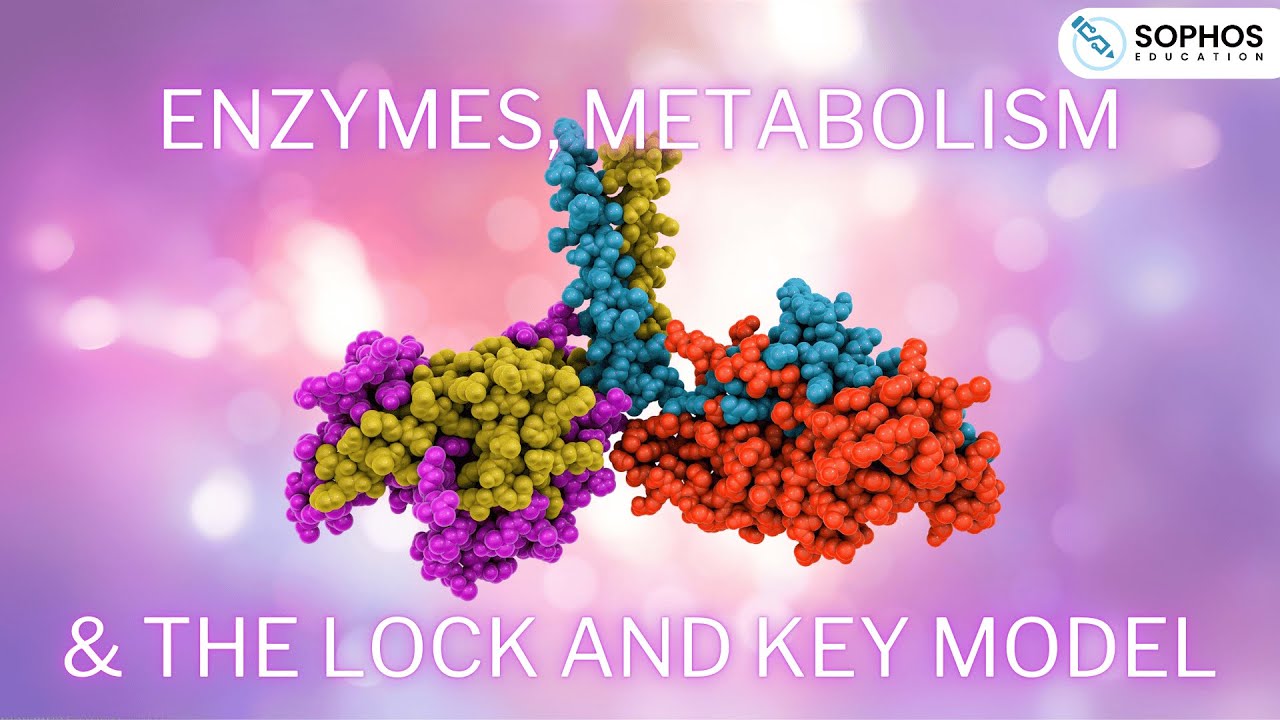 Enzymes, Metabolism and the Lock and Key Model