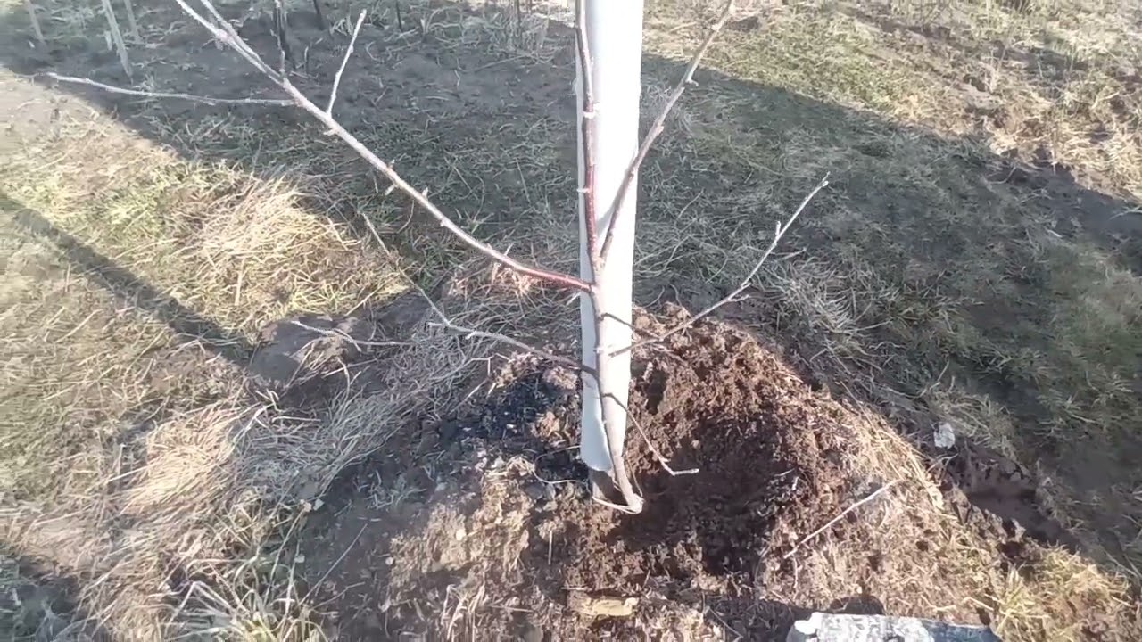 исправляю крону и закладываю скелетные ветви