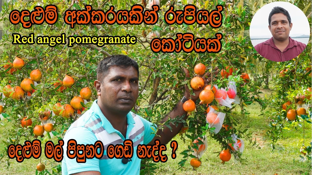 රතු ඇන්ජල් දෙළුම් නිසි ලෙස වගා කරන්නේ කෙසේද? How to properly cultivate| grow | Red ANGEL pomegranate