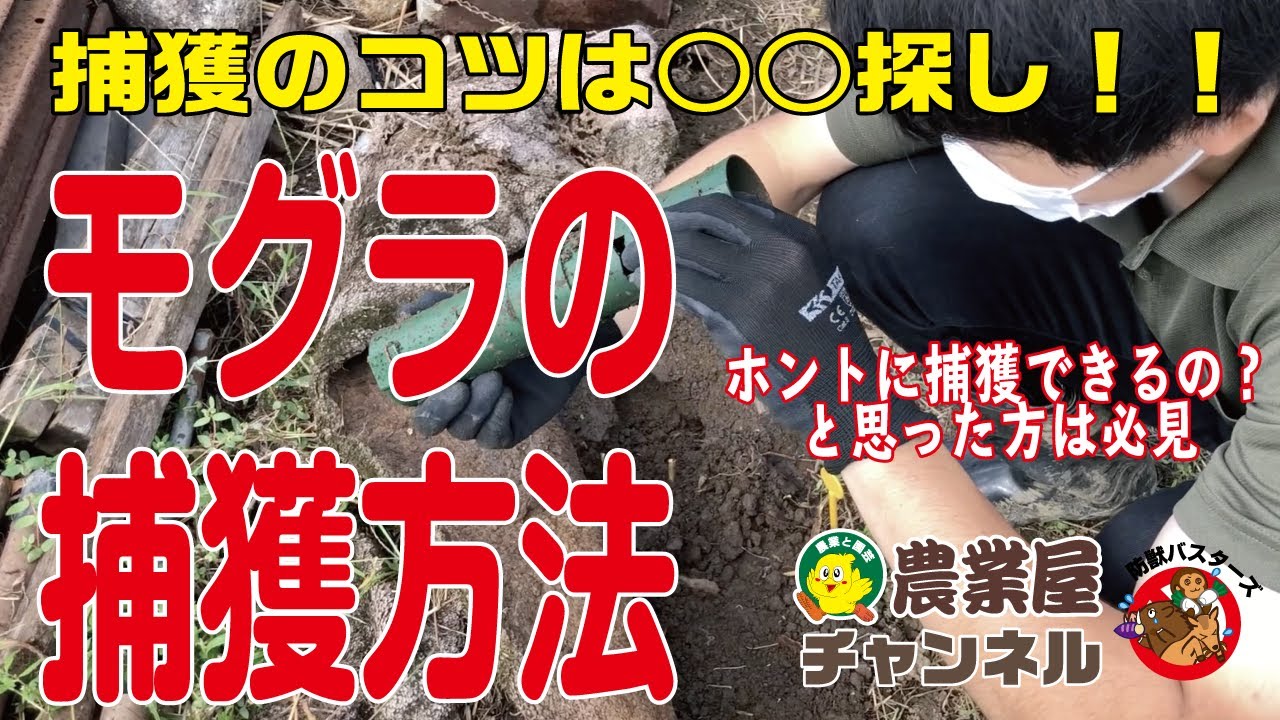 【捕獲映像あり】モグラの捕獲方法【農業屋】