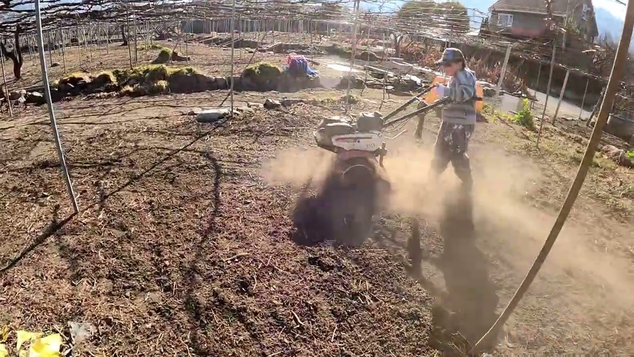 ぶどう農園の作業　①　2026年2月22日　雑草が伸びてきた　この時期に草刈りをする　強力な助っ人現る