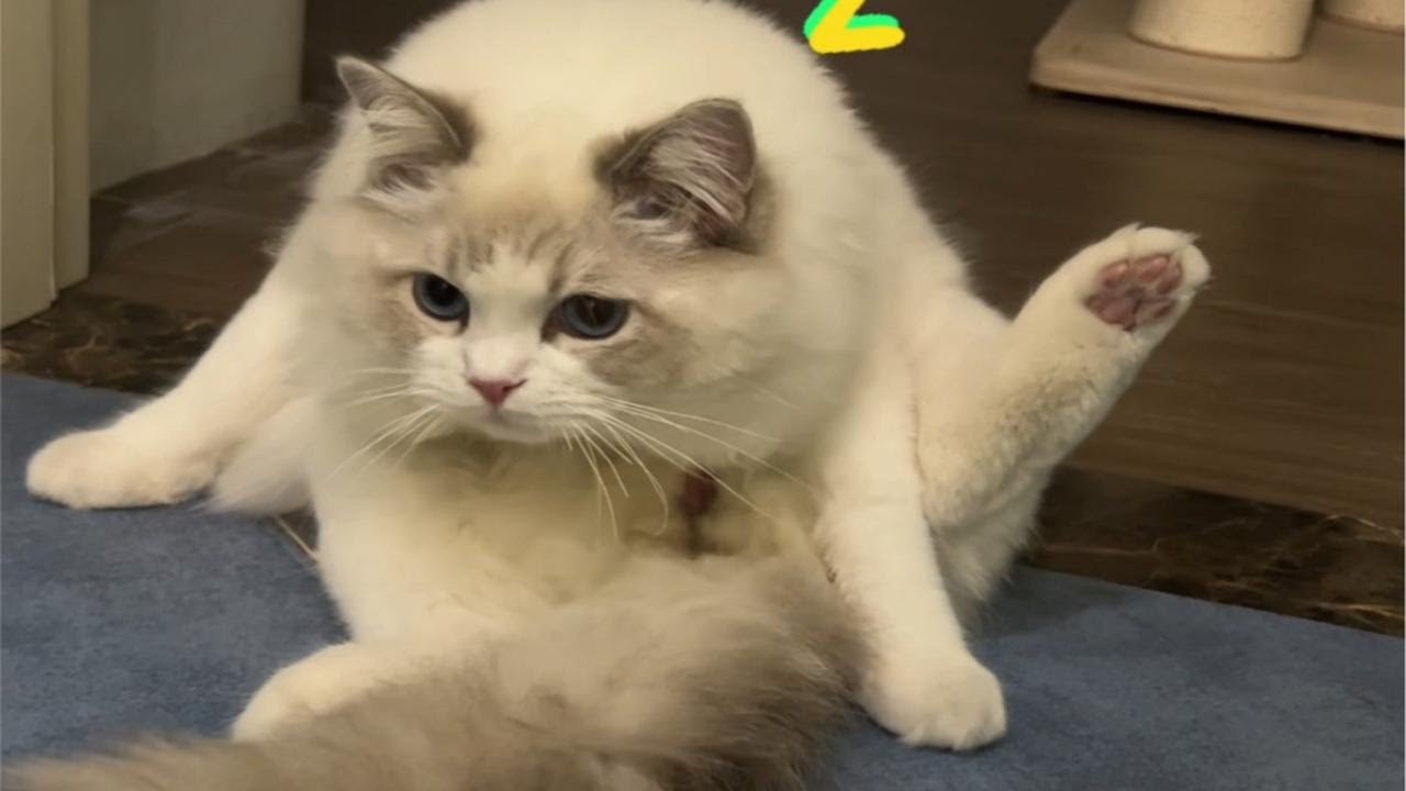 猫狗双全&mdash;&mdash;我家猫的&ldquo;家庭弟位&rdquo;