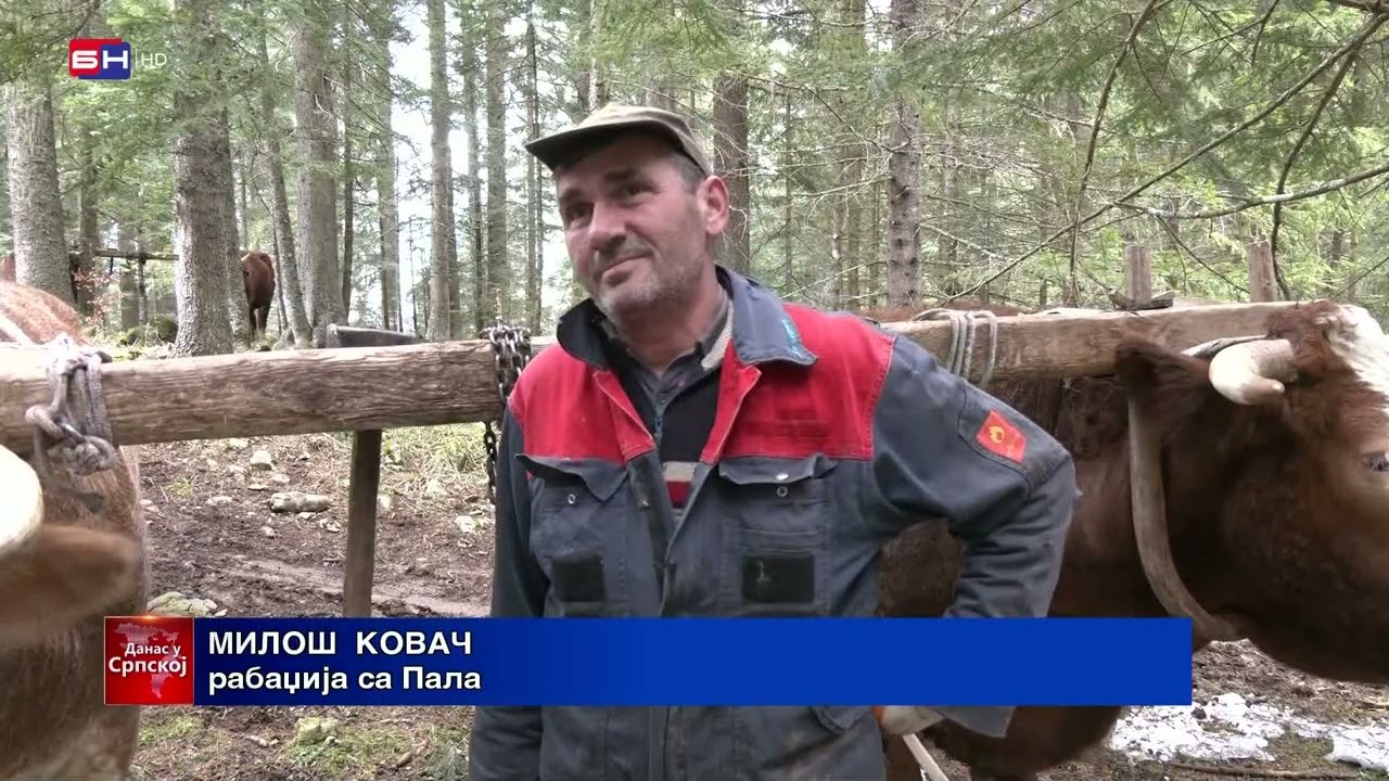 Pale: Porodica Abula godinama se bavi tradicionalnim izvozom šume uz pomoć volovskih zaprega