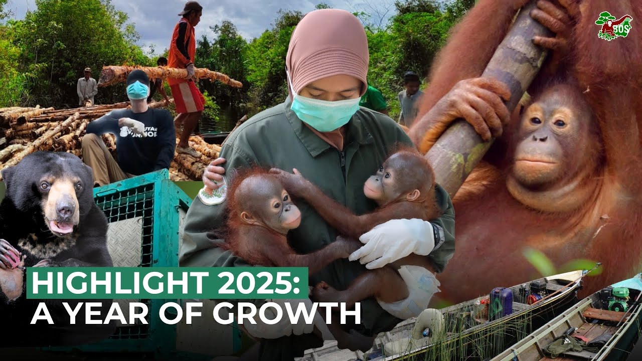 Borneo Orangutan Survival 2025: A Year In Review