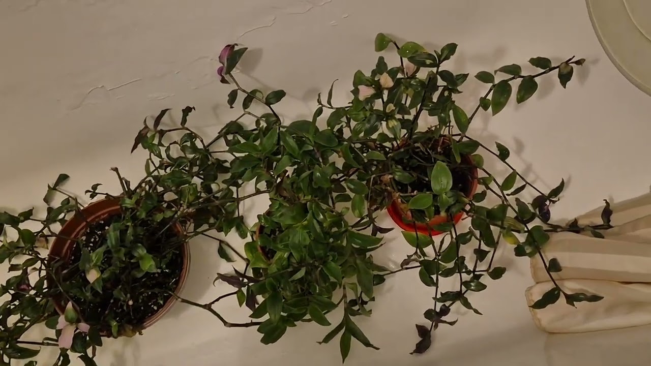 Традесканции румяная невеста. Что бы была розовая