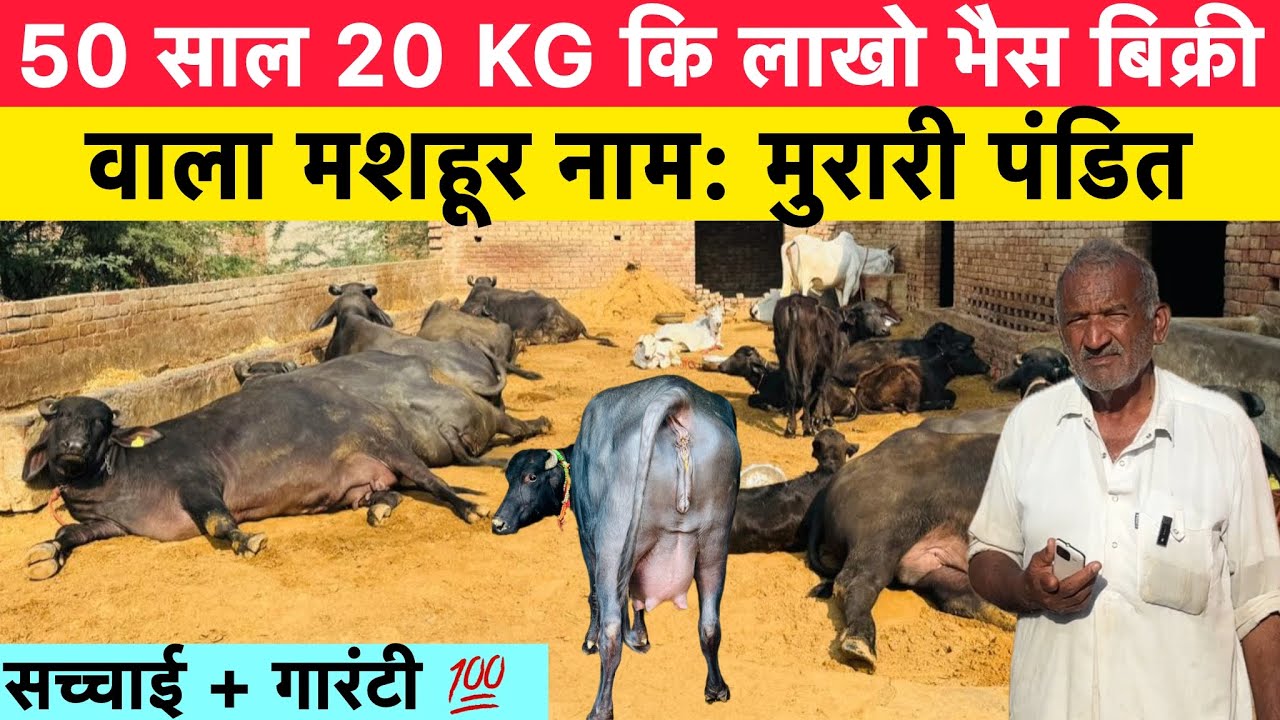 50 सालों से लाखों भैंसों की बिक्री वाला मशहूर नाम: मुरारी पंडित |सच्चाई + गारंटी 💯