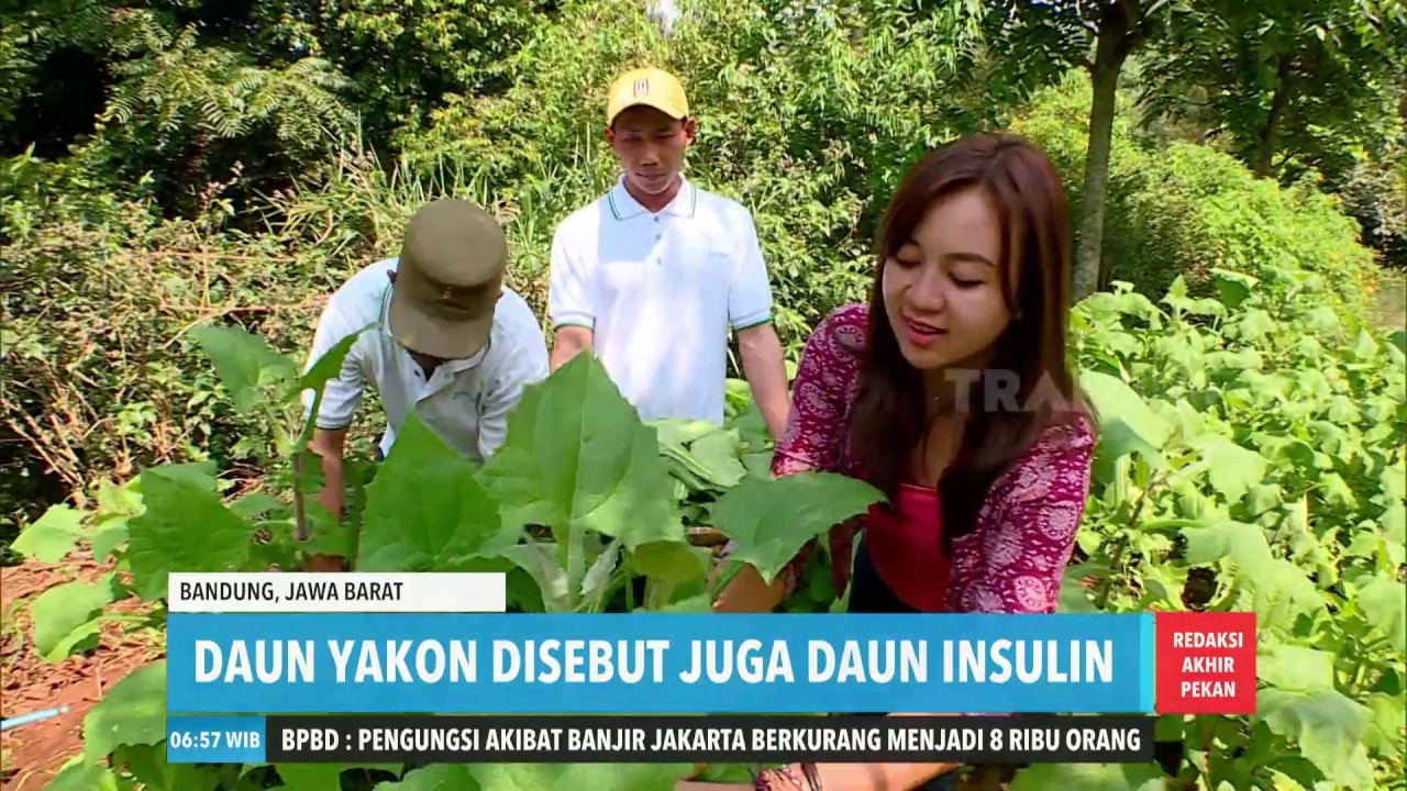 Daun Yakon Kaya Manfaat | REDAKSI PAGI AKHIR PEKAN (04/01/20)