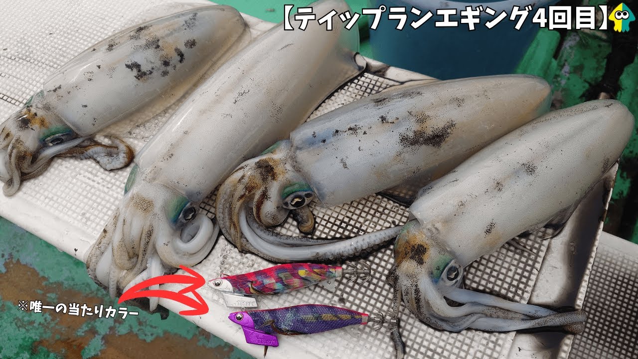 ４回目　今回の釣果と気になった点【神奈川県・嘉丸】