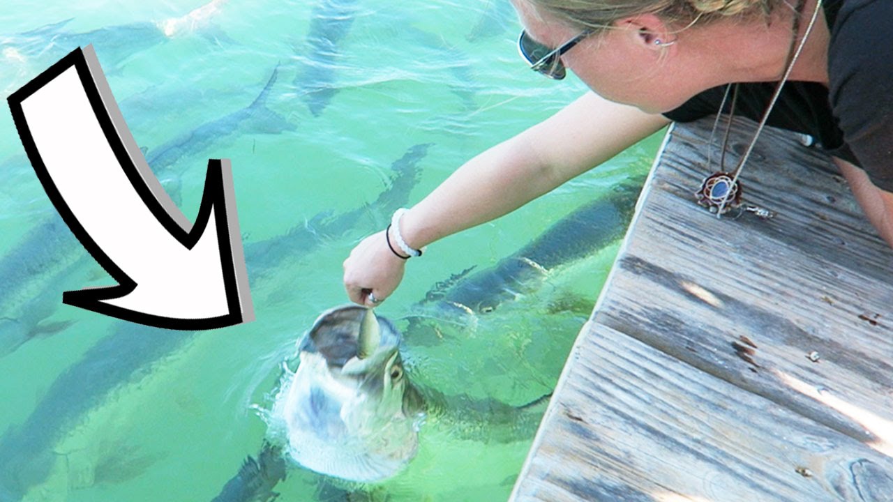 MAN EATING FISH! (11.11.15 - Day 2387)