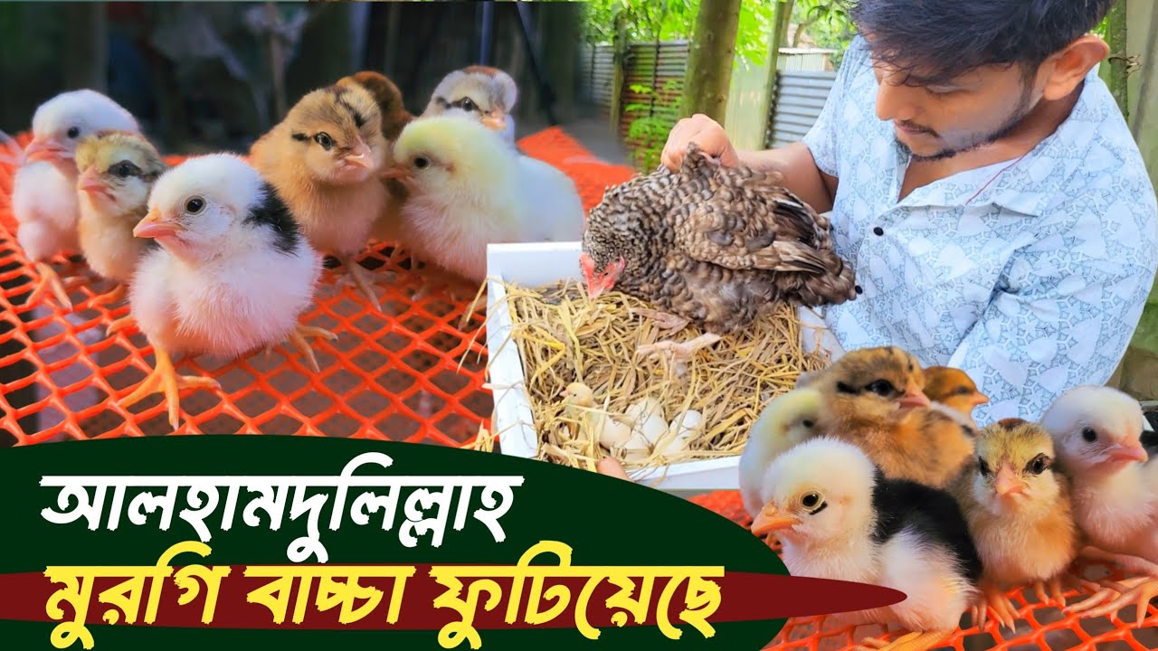 আমার বয়স্ক মুরগিটা গলাছিলা বাচ্চা ফুটিয়েছেন আলহামদুলিল্লাহ