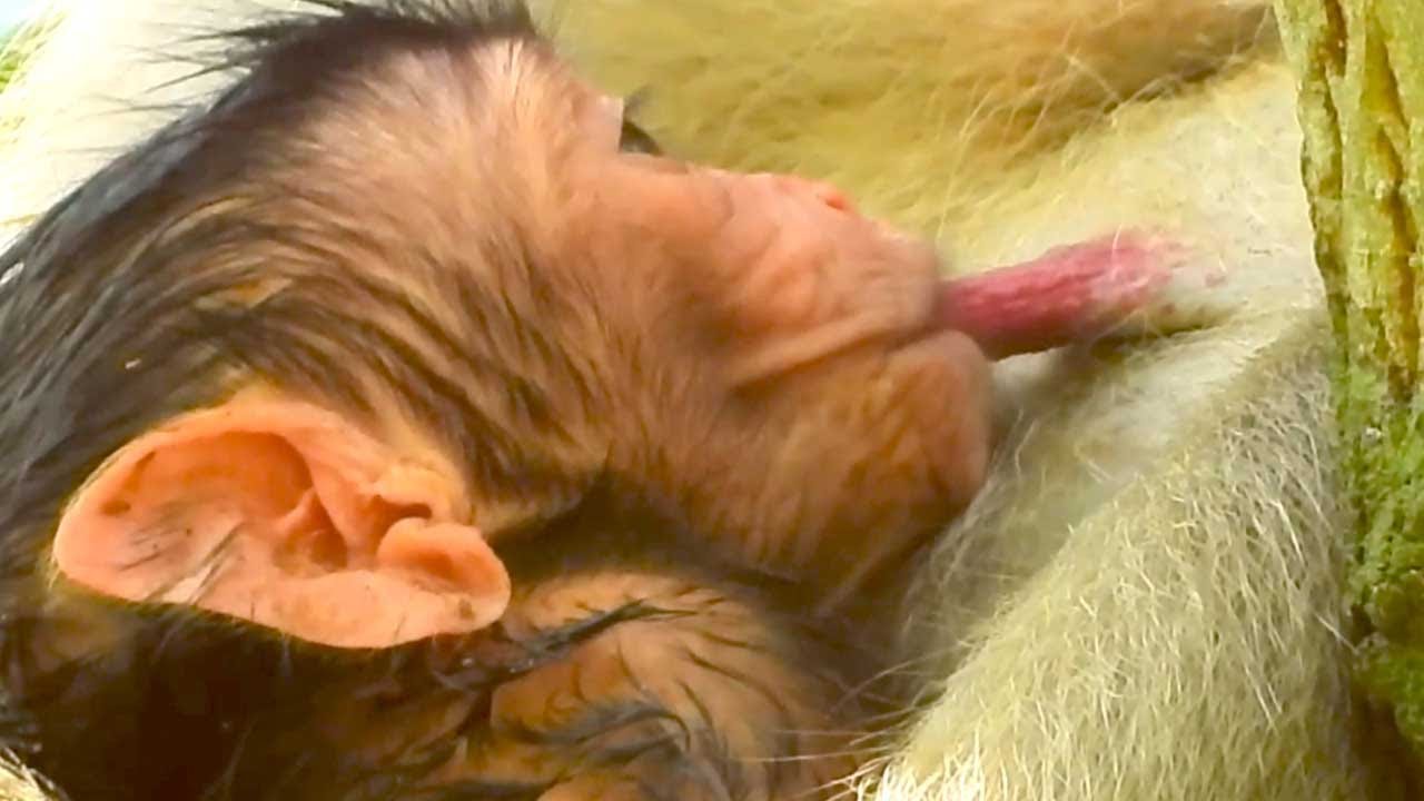 Jane and Her Playful Babies: Janna, Jazzy, Jannet, and Tarzana