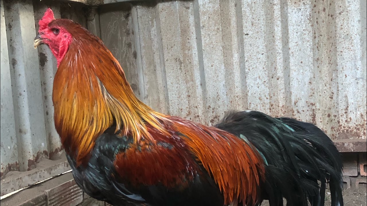 Một số phương pháp lai tạo ae tham khảo 
