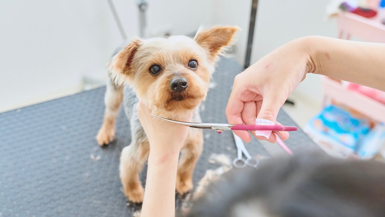 クンクン泣きながらも、トリミング頑張りました！