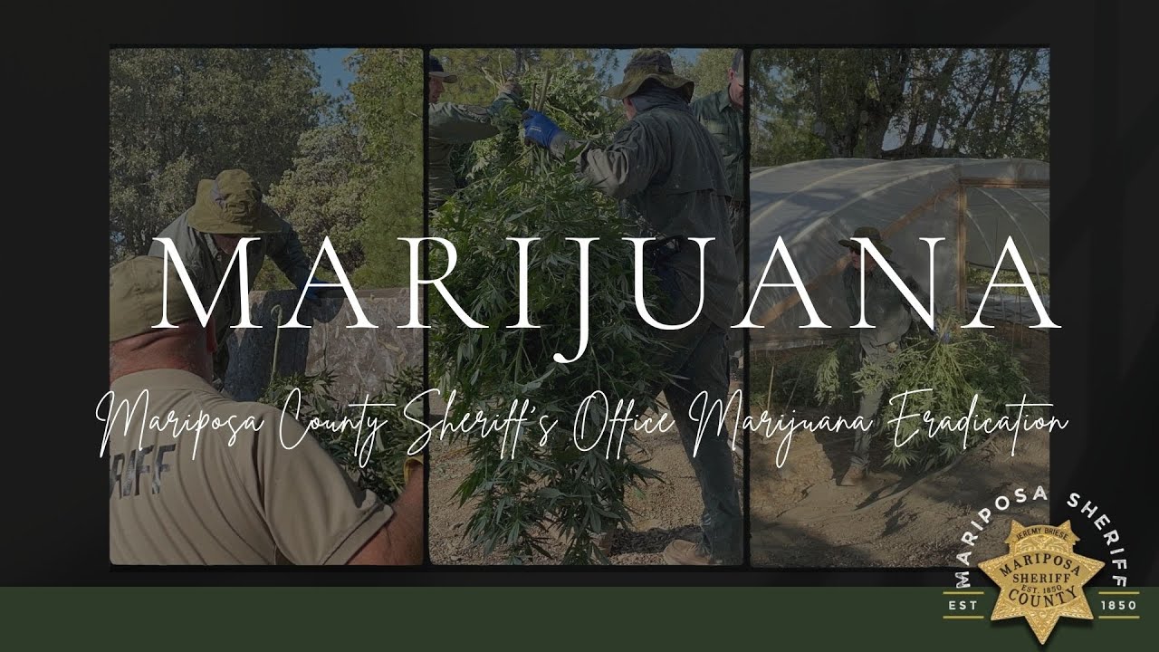 Marijuana Enforcement Team