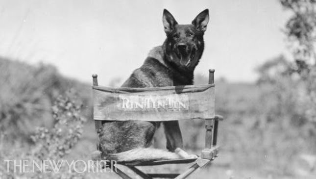 Susan Orlean on the original Rin Tin Tin - Commentary - The New Yorker