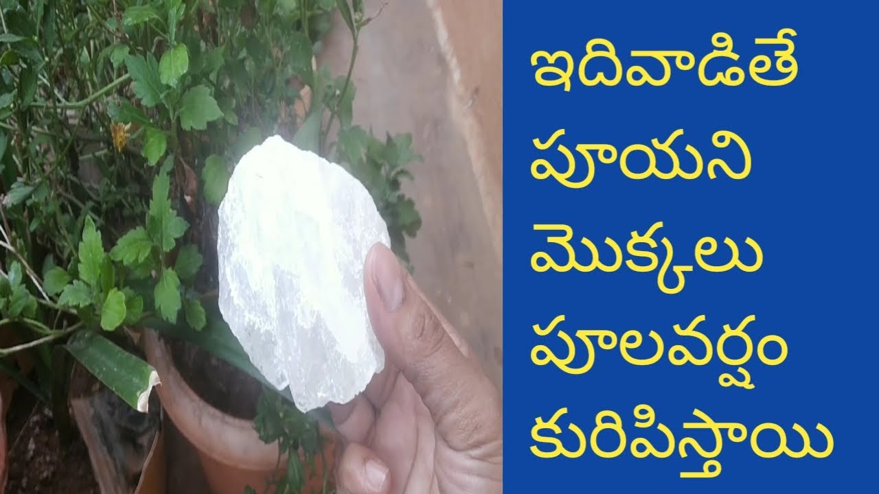 257 - పూలమొక్కలకి ఎరువులు వేస్తూ రోజూనీళ్లుపోస్తూ వున్న పూయడంలేదా. అయితే ఇలా చేయండి వెంటనే పూస్తాయి.
